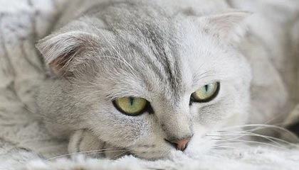 俄罗斯队重组阵容，欧洲门票争夺战打响，俄罗斯 国家队