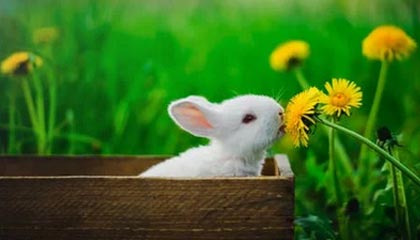 俄罗斯队重组阵容，欧洲门票争夺战打响，俄罗斯 国家队